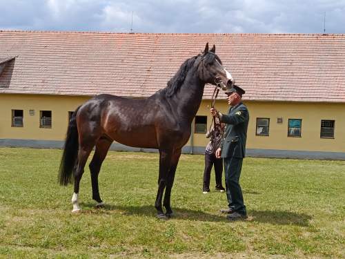5047 DUBLINER 